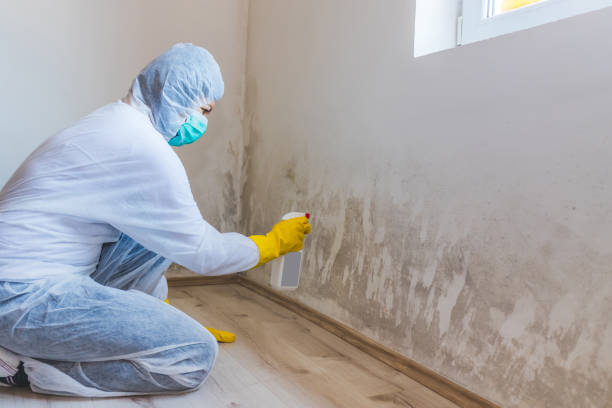 Mold inspector in New Market performing thermal imaging