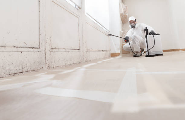 Black mold remediation team in New Market